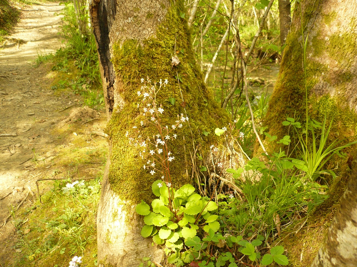 Saxifraga hirsuta subsp. hirsuta (Saxifragaceae)